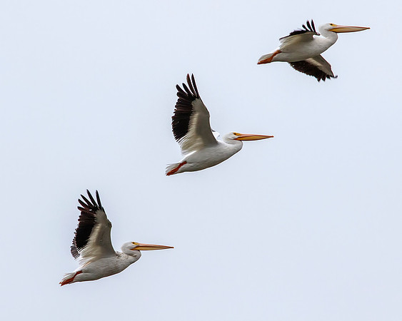 Pelicans- Image by Glenn Woodell