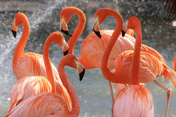 12 Flamingo- The Meeting is Adjourned Image by Glenn Woodell