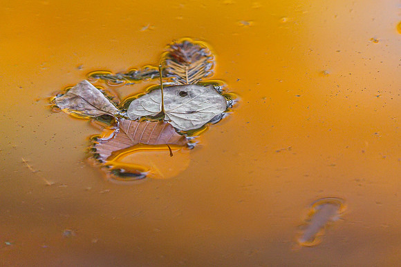 R61_0878 Image by Glenn Woodell