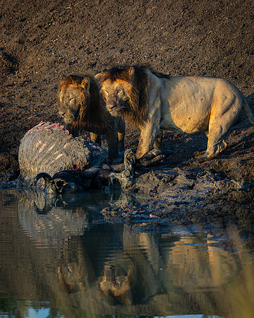 Ol Pejeta Lion 3 - Image by Wendy Podmenik Woodell