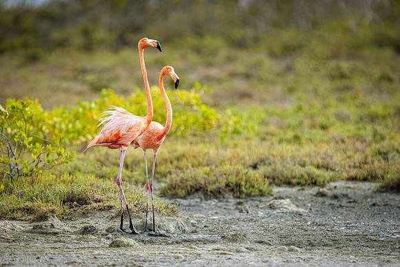 Flamingo- R62_8577 Image by Glenn Woodell