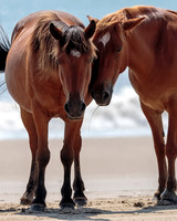 Carova Horses- Image by Glenn Woodell