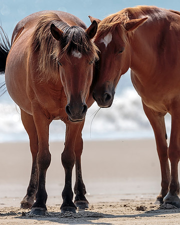 Carova Horses- Image by Glenn Woodell