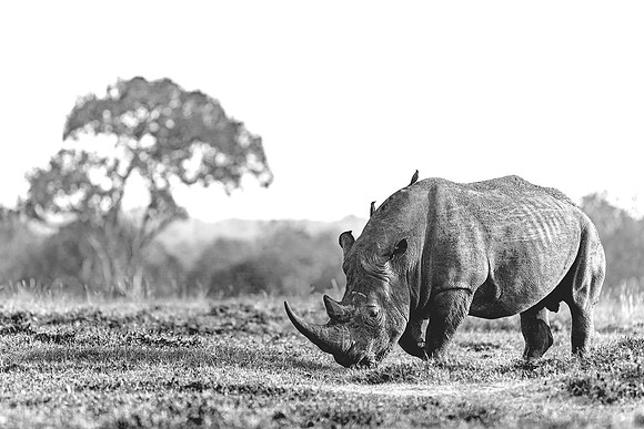 Rhino in Ol Pejeta R61_0316-CR3_BW Image by Glenn Woodell