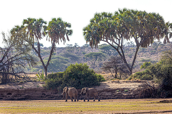 Elephants crossing the dry river bed in Samburu R61_9175-CR3 Image by Glenn Woodell