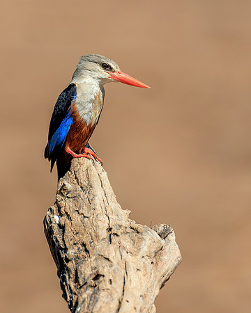 African Kingfisher - Image by Wendy Podmenik Woodell