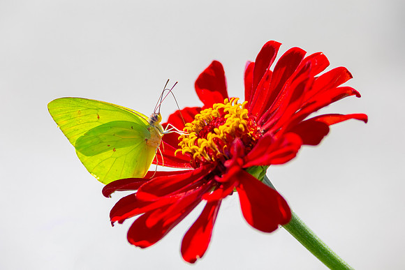 R61_3446 Image by Glenn Woodell