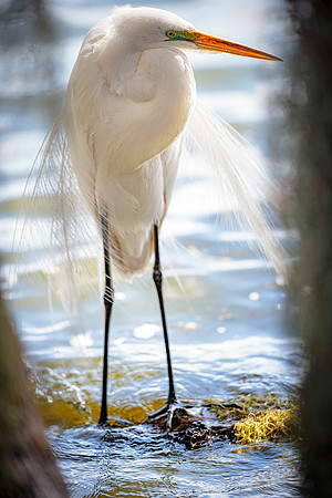 Egret- Image by Glenn Woodell