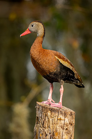 Whistling Duck- Image by Glenn Woodell