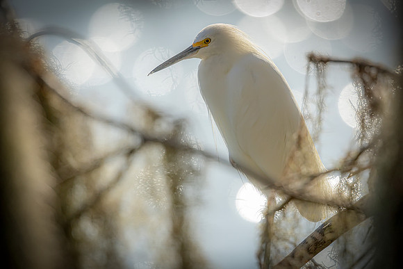 Snowy Egret- Image by Glenn Woodell