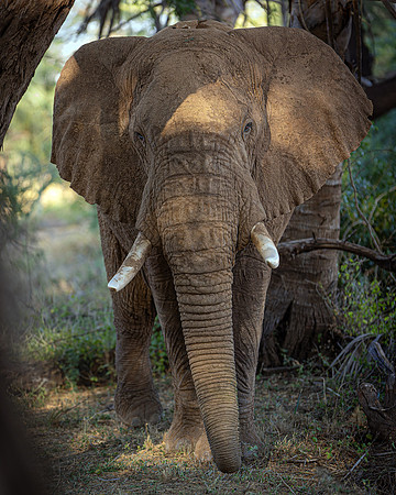Samburu elephant R62_7595-CR3 Image by Glenn Woodell