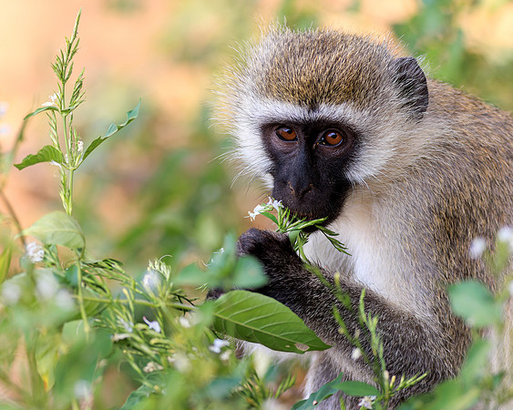 Samburu Vervet Monkey 3 - Image by Wendy Podmenik Woodell