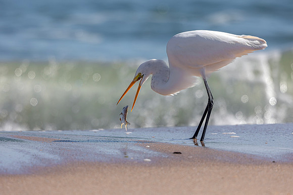 Egret- Image by Glenn Woodell