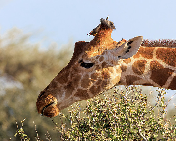 Samburu Giraffe 4 - Image by Wendy Podmenik Woodell