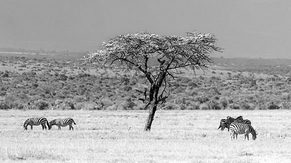 Masaai Mara Zebra 6 - Image by Wendy Podmenik Woodell