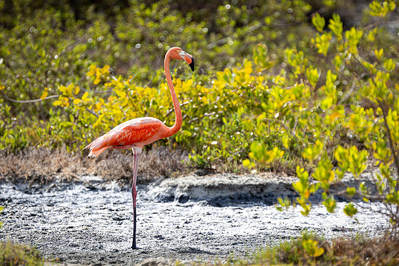 Flamingo- R62_8594 Image by Glenn Woodell