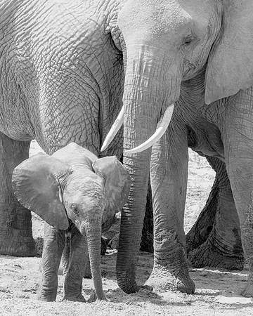 Samburu Elephant 19 - Image by Wendy Podmenik Woodell