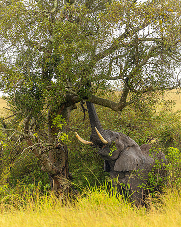 Elephant in Maasai Mara R61_3370-CR3 Image by Glenn Woodell