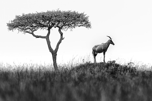 Topi and acacia tree in Maasai Mara R61_4123-4155BW Image by Glenn Woodell