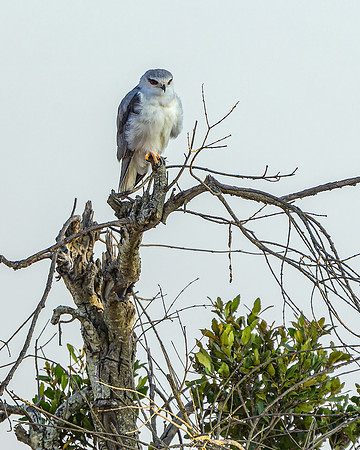 Black-winged kite in Ol Pejeta R61_0223-CR3 Image by Glenn Woodell