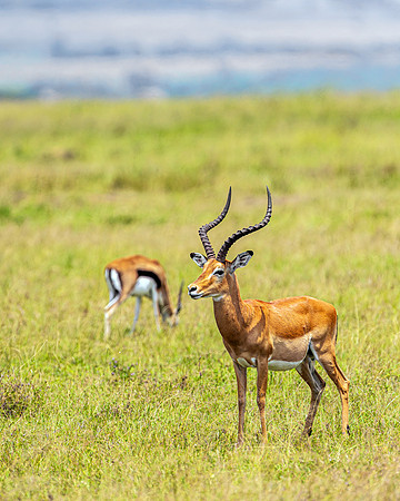 Impala in Maasai Mara R61_2343-CR3 Image by Glenn Woodell