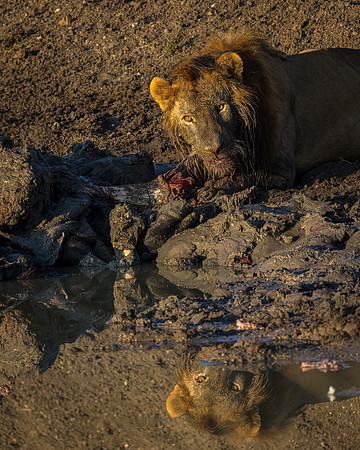 Ol Pejeta Lion 5 - Image by Wendy Podmenik Woodell