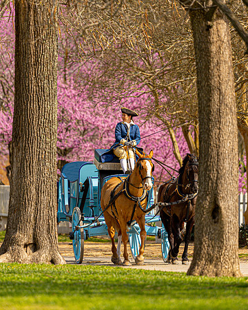 Williamsburg- Colonial Spring Image by Glenn Woodell