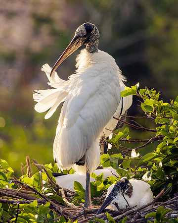 Woodstork  -Image by Wendy Podmenik Woodell