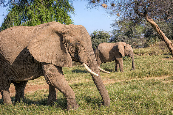 Samburu Elephant 33 - Image by Wendy Podmenik Woodell