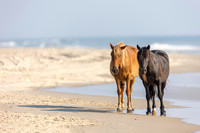 Carova Horses- Image by Glenn Woodell