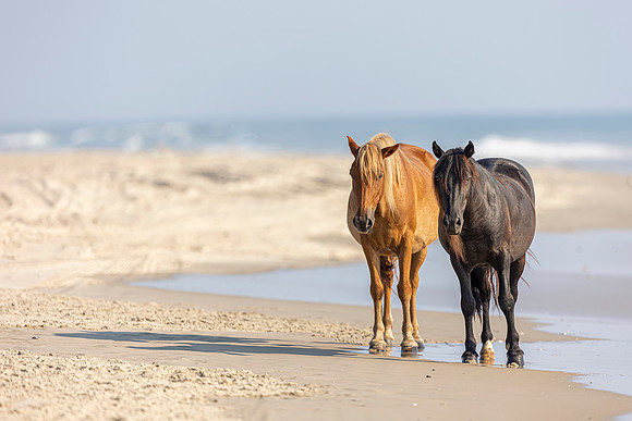 Carova Horses- Image by Glenn Woodell