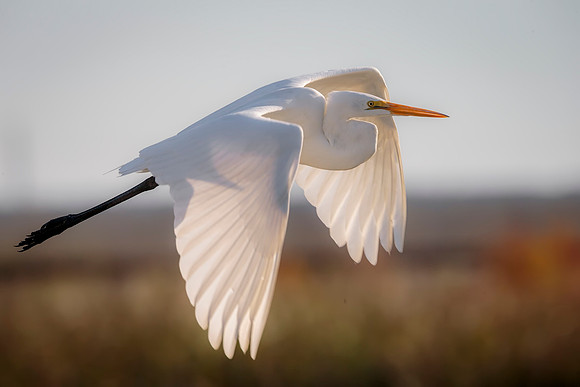 Egret- Image by Glenn Woodell