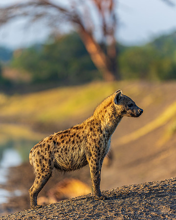 Spotted hyena on lookout for lions in Ol Pejeta R61_1519-CR3 Image by Glenn Woodell