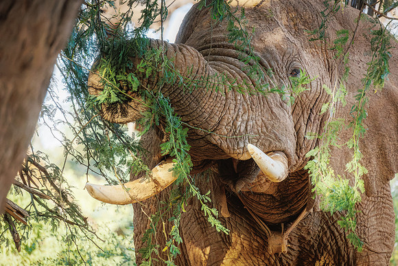 Samburu Elephant 2- Image by Wendy Podmenik Woodell