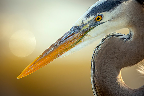 Great Blue Heron- Image by Glenn Woodell