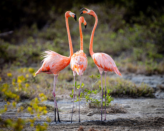 Flamingo- R62_8607 Image by Glenn Woodell