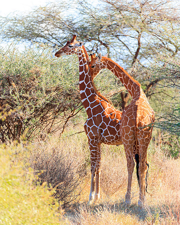 Samburu Giraffe 2 - Image by Wendy Podmenik Woodell