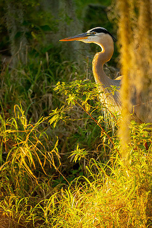 Great Blue Heron- Image by Glenn Woodell