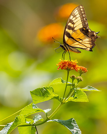 R62_3665 Image by Glenn Woodell