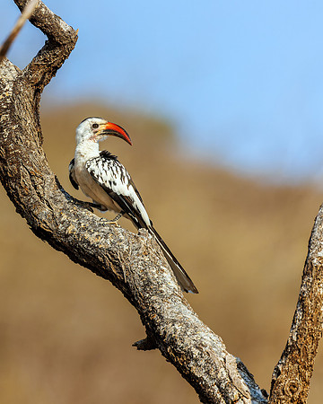 Samburu Hornbill - Image by Wendy Podmenik Woodell