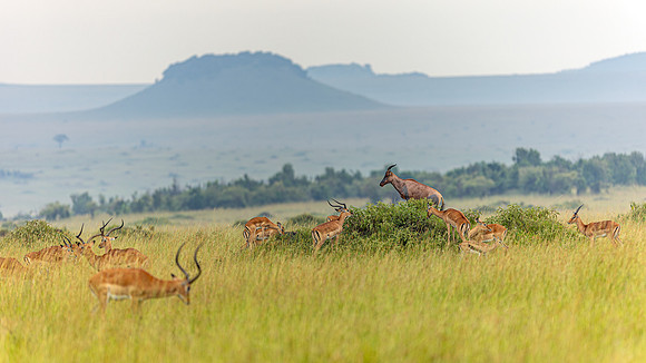 Impalas and topi in Maasai Mara R61_3377-CR3 Image by Glenn Woodell
