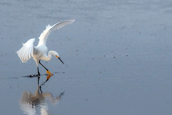 Snowy Egret- Image by Glenn Woodell