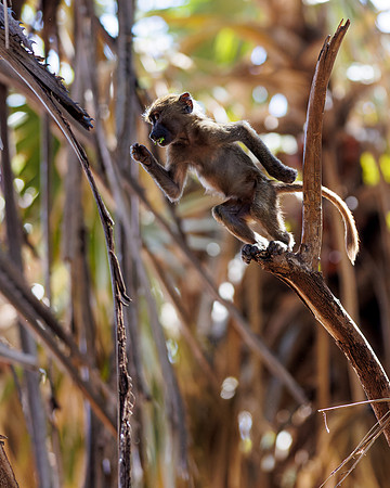 Samburu Baboon 10 - Image by Wendy Podmenik Woodell