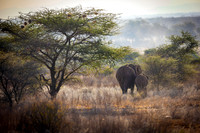 African Wildlife- Kenya