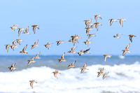 Spring Flight  -Image by Wendy Podmenik Woodell