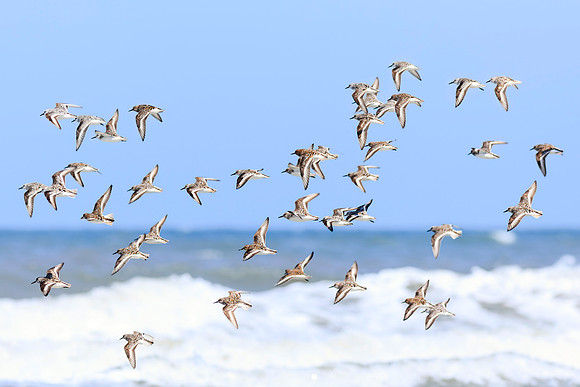Spring Flight  -Image by Wendy Podmenik Woodell