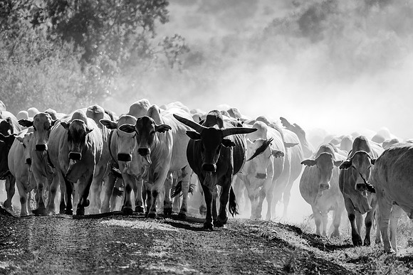 Maasai Mara Cattle - Image by Wendy Podmenik Woodell