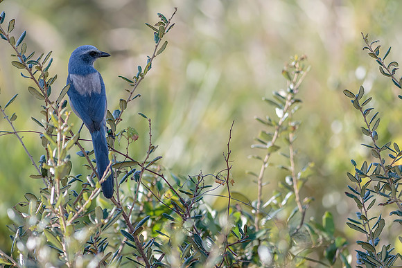 Scrub Jay- Image by Glenn Woodell