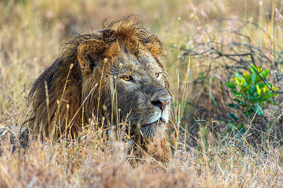 Lion after a kill in Ol Pejeta R61_9682-CR3 Image by Glenn Woodell