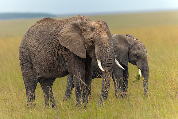 Elephants in Maasai Mara R61_3719-CR3 Image by Glenn Woodell